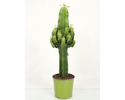 Cactus Euphorbia Eritrea Kamerplant 70cm hoog ↑ PotmaatØ19cm