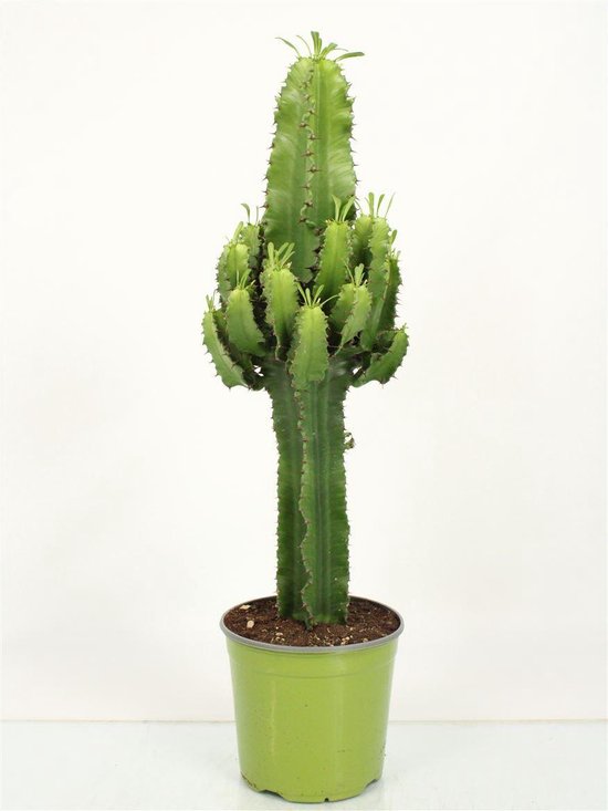 Cactus Euphorbia Eritrea Houseplant 70cm de haut ↑ Taille du pot Ø19cm |  bol.com