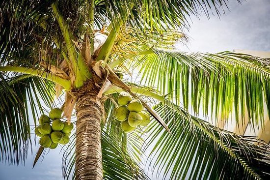 Een kokosnootpalm met groene kokosnoten