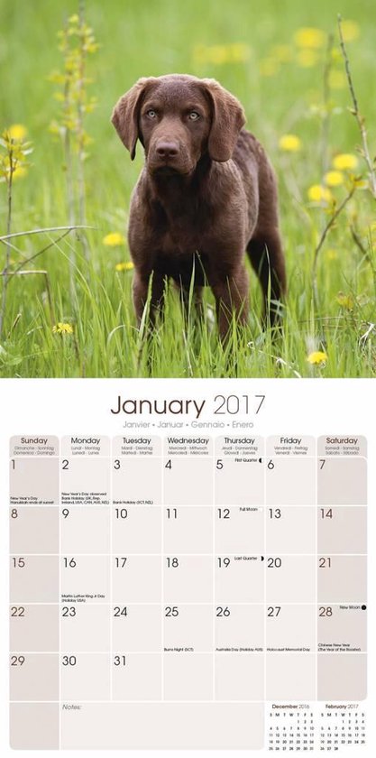 fles binnenplaats Melancholie Chesapeake Bay Retriever Kalender 2017 | bol.com