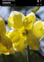 50 x Narcis Cassata