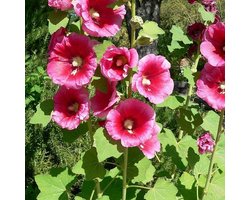 6 x Alcea Rosea 'Rubra' - Stokroos Pot 9x9 cm - Dieprode Bloemen