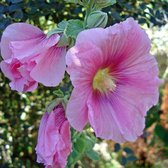 6 x Alcea Rosea 'Rosea' - Stokroos Pot 9x9 cm - Klassiek Roze Torens