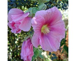 6 x Alcea Rosea 'Rosea'-Stokroos pot 9x9 cm