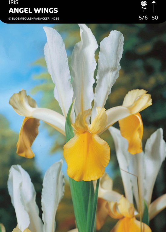 50 x Iris 'Angel Wings' Bloembollen - Delicate Witte Bloemen met Een ...