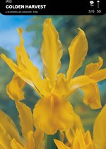 50 x Iris Golden Harvest