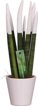 Sansevieria Velvet Touchz® Wit in Keramiek