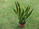 Sansevieria  - Vrouwentong  -Kamerplant - Groot