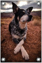 Tuinposter – Rustende Hond– 40x60cm Foto op Tuinposter (wanddecoratie voor buiten en binnen)