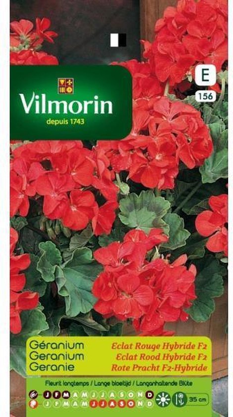 Geranium Eclat Rood Hybride F2 - Pelargonium x hortorum | bol