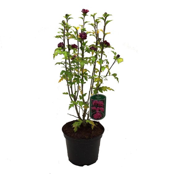 Buisson d'hibiscus 'Duc De Brabant' en pot avec feuilles vertes et quelques fleurs violettes.
