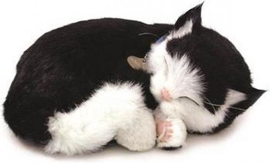 klei psychologie Voorrecht Pluche slapende kat | bol.com