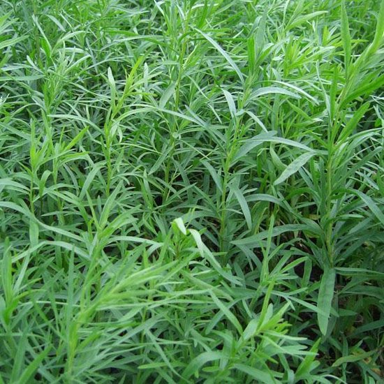 6 x Artemisia dracunculus ‘Senior’ – Dragon Pot 9×9 cm – Kruidige Geurplant