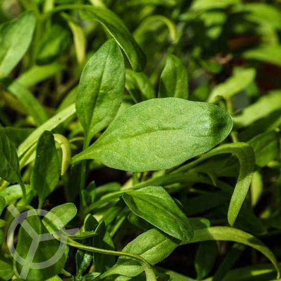 Spinazie zaden biologisch (Spinacia oleracea) 0.5 g