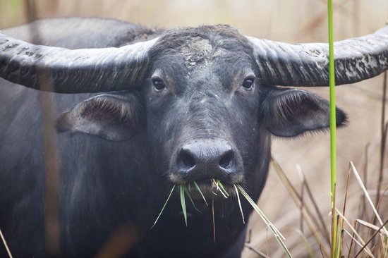Een waterbuffel met grote hoorns die gras eet, close-up van zijn gezicht.