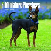 Dwergpinscher Miniatuur Pinscher Kalender 2017