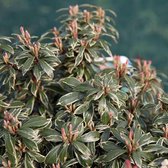 Pieris Japonica 'Little Heath' - Rotsheide;Lavendelheide 20-30 cm pot