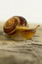 A Garden Snail on a Log Journal