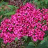 Spiraea Japonica 'Anthony Waterer' - Spierstruik 20-25 cm pot