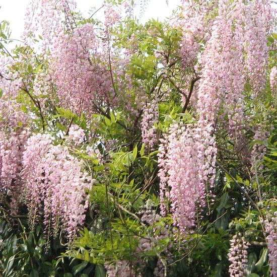 Blauwe regen (Wisteria) verzorging | Alles wat je moet weten