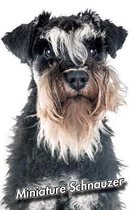 Miniature Schnauzer