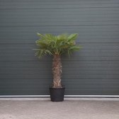 Chinese waaierpalm Trachycarpus Fortunei 100 cm stamhoogte