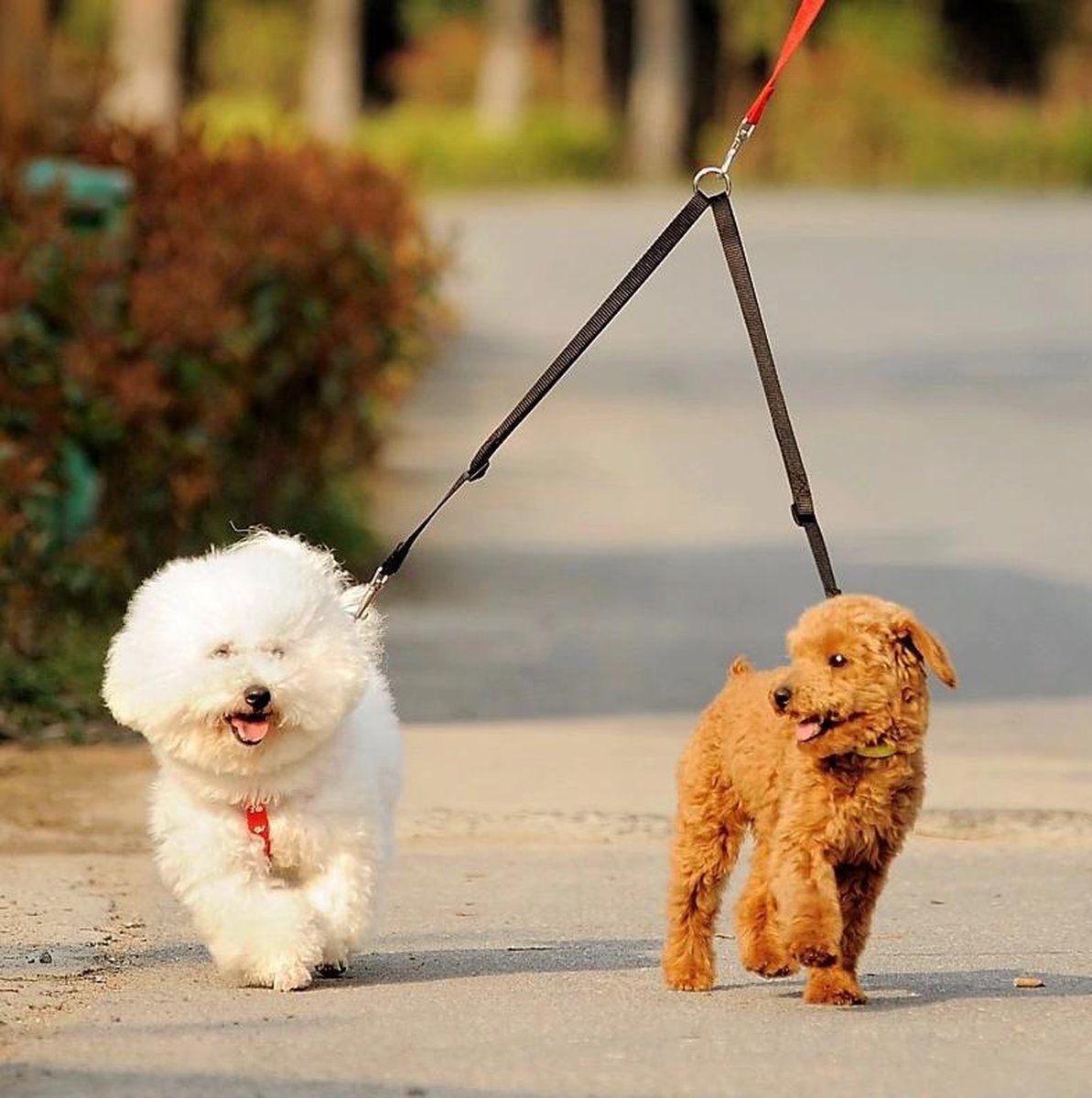 Distilleren Serie van Afstotend Dubbele riem - Honden - Duo hondenriem - Twee honden uitlaten - 2-in-1  hondenriem -... | bol.com