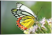 Dibond – Gekleurde Vlinder– 90x60 Foto op Aluminium (Wanddecoratie van metaal)