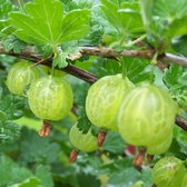 Kruisbes Stekelbes - Hinnonmacki Gul - kleinfruit - fruitstruik - plant - eigen fruit kweken