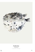 My Deer Art Shop Poster - Pufferfish - 40 X 30 Cm - Multicolor