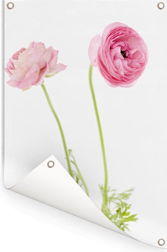 Tuinposter 60x90 cm - Tuindecoratie Roze boterbloemen met een witte achtergrond - Poster voor in de tuin - Buiten decoratie - Schutting tuinschilderij - Tuindoek muurdecoratie - Wanddecoratie balkondoek