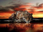 Diamond Painting Pakket Jachtluipaard in de avond - Volledig - Diamond Paintings - 50x40 cm - Vierkant - SEOS Shop ®