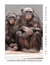 Bonobo Lucy Grows Up