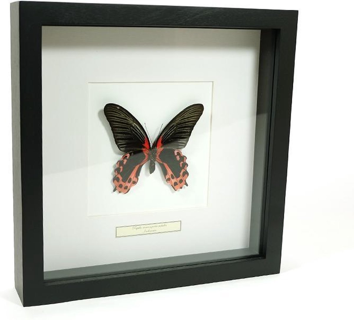 DeMuseumwinkel.com Opgezette vlinder in lijst - A. semperi albofasciata zwart