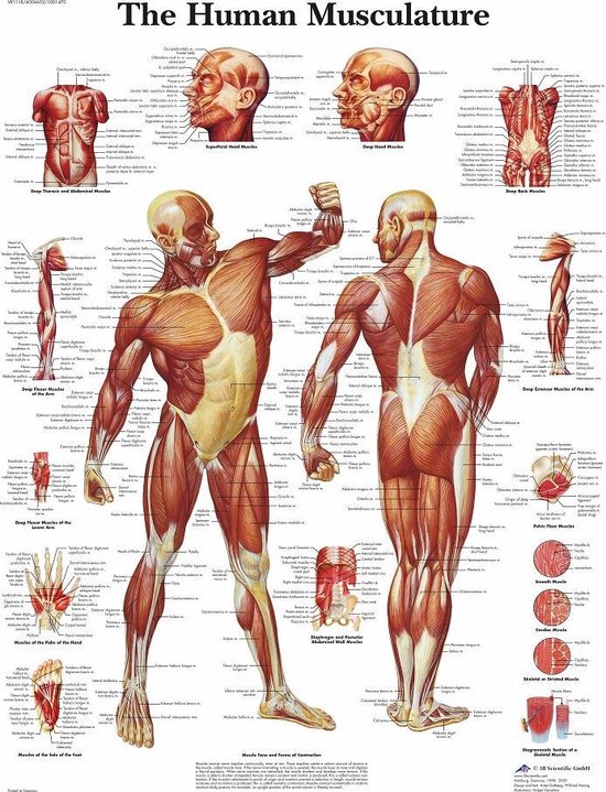Poster Le corps humain - Affiche Muscles (anglais, laminé 50x67 cm) + système de suspension
