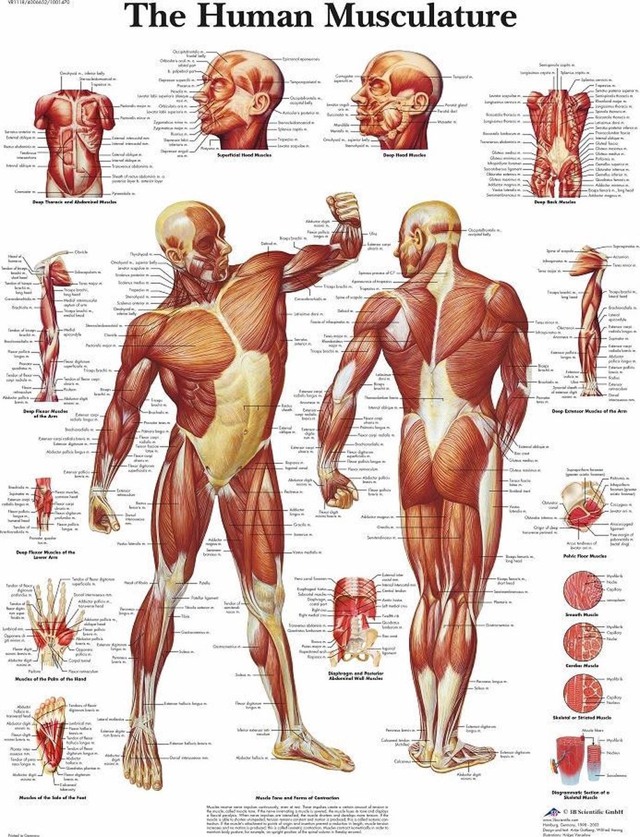 Het Menselijk Lichaam - Anatomie Poster Spieren (Engels, Gelamineerd, 50X67  Cm) +... | Bol.Com
