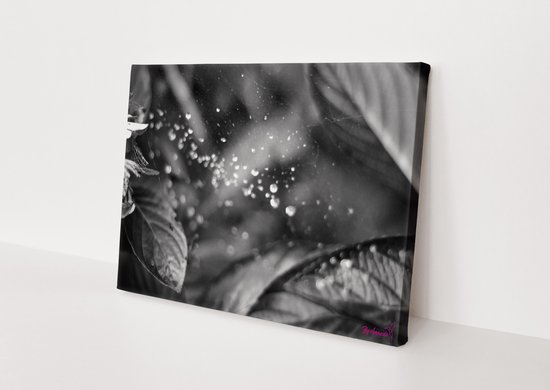 Plant | Druppels | Close-up | Planten | Stichting BY Amanda | Canvasdoek | Wanddecoratie | 150CM x 100CM | Schilderij