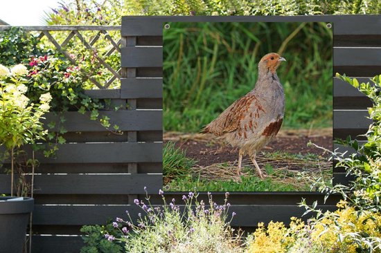 Une perdrix sur une piste boueuse Affiche de jardin 200x200 cm - Toile de jardin / Toile d'extérieur / Peintures d'extérieur (décoration de jardin) XXL / Groot format!