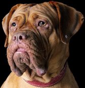 DP® Diamond Painting pakket volwassenen - Afbeelding: Hond met Rode Halsband - 60 x 60 cm volledige bedekking, vierkante steentjes - 100% Nederlandse productie! - Cat.: Dieren - Honden