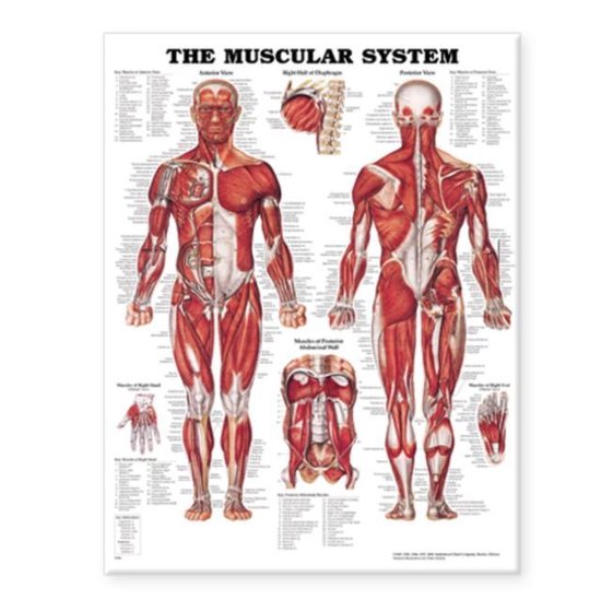 Muscular System Anatomical Chart