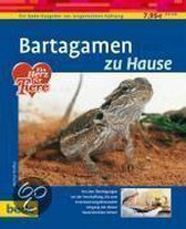 Bartagamen zu Hause