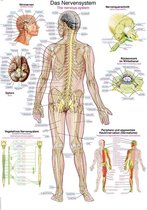 Het menselijk lichaam - anatomie poster zenuwstelsel (Duits/Engels/Latijn, papier, 50x70 cm) + ophangsysteem