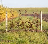 Rode beukenhaag - ‘Fagus syl. Atropunicea' (40 stuks) 60 - 80 cm totaalhoogte