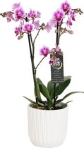 Orchidee van Botanicly – Vlinder orchidee in witte geribbelde keramische pot als set – Hoogte: 45 cm, 2 takken, Roze-witte bloemen – Phalaenopsis Pixie