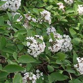 Viburnum farreri - Sneeuwbal 60-80 cm in pot