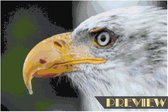 DP® Diamond Painting pakket volwassenen - Afbeelding: Kop adelaar - 40 x 60 cm volledige bedekking, vierkante steentjes - 100% Nederlandse productie! - Cat.: Dieren - Vogels