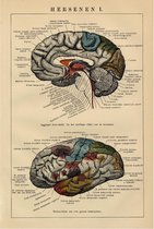Hersenen I, mooie vergrote reproductie van een oude anatomische plaat uit ca 1910