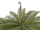 Europalms Kunstplant Bostonvaren -groen -70 cm hoog