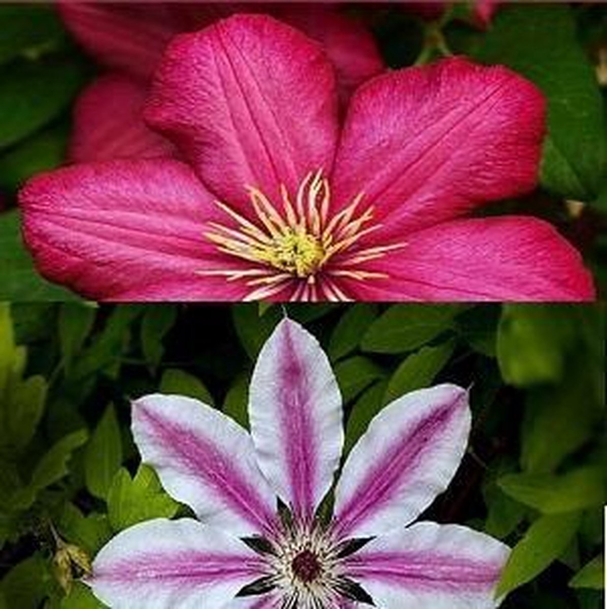 2 x Clematis Klimplanten: Set van Clematis Ville de Lyon & Clematis Nelly Moser - Rood/Roze - Meerjarig en Winterhard | 2 x 1,5 liter pot