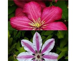 2 x Clematis Klimplanten: Set van Clematis Ville de Lyon & Clematis Nelly Moser - Rood/Roze - Meerjarig en Winterhard | 2 x 1,5 liter pot
